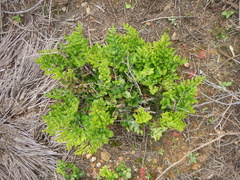 Pellaea pteroides