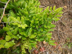 Pellaea pteroides