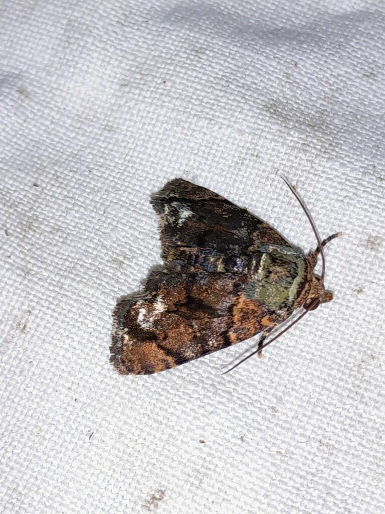 Drobeta orestes