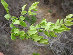 Pellaea pteroides