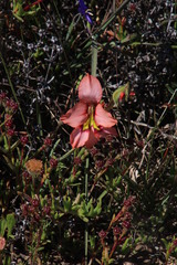 Gladiolus meliusculus