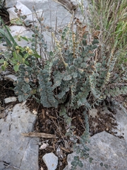 Astrolepis integerrima