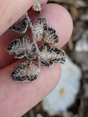 Astrolepis integerrima