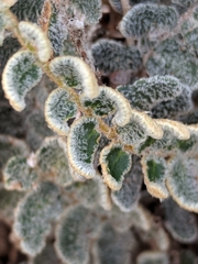 Astrolepis integerrima