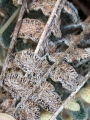 Astrolepis integerrima