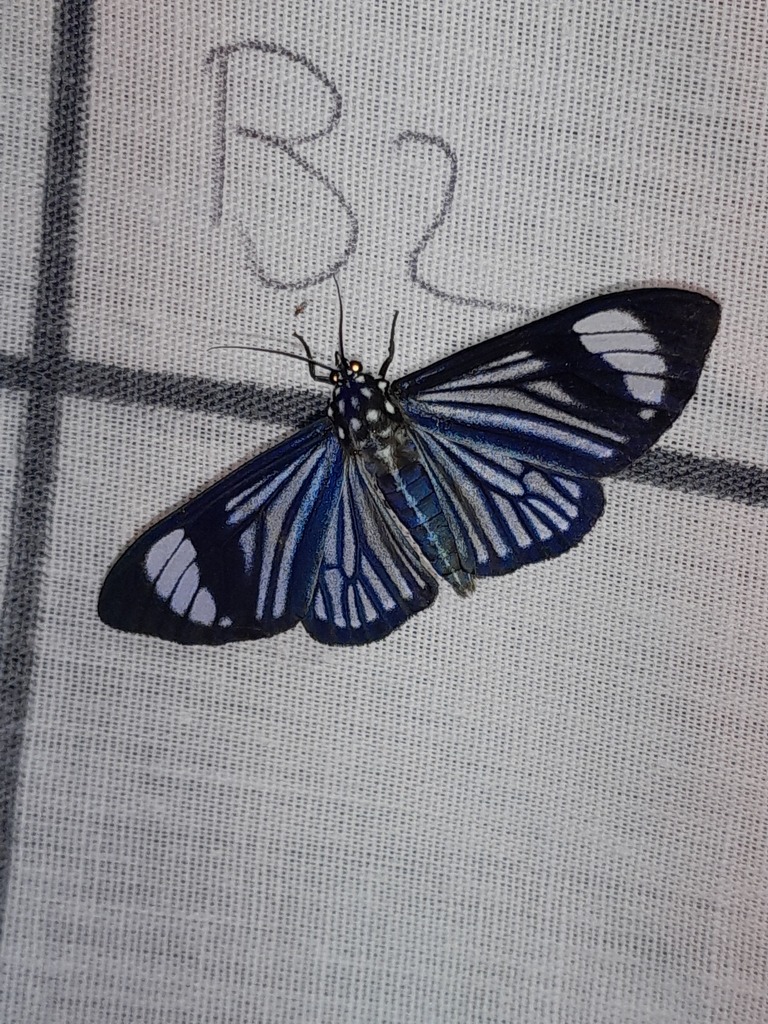 Calodesma uraneides