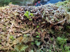 Gibbs' Haplomitrium (Haplomitrium gibbsiae)