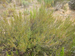 Cliffortia pterocarpa