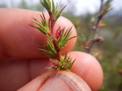 Cliffortia pterocarpa