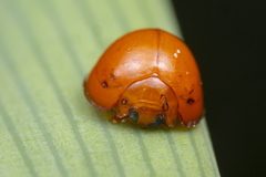 Chilocorus circumdatus