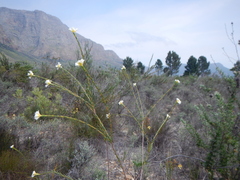 Lachnaea capitata