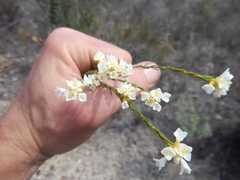 Lachnaea capitata