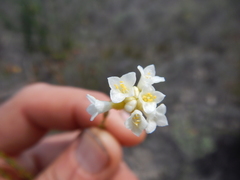 Lachnaea capitata