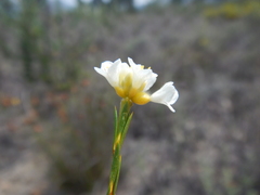 Lachnaea capitata