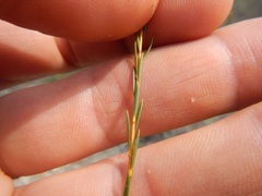 Lachnaea capitata