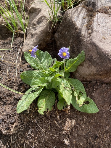 Solanum boliviense