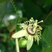 Passiflora suberosa litoralis - Photo (c) Lorella Paola Cappelli, some rights reserved (CC BY-NC), uploaded by Lorella Paola Cappelli