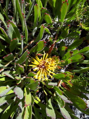 Leucospermum hypophyllocarpodendron