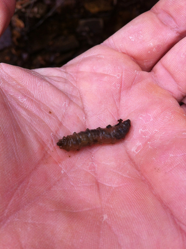 Tipulidae