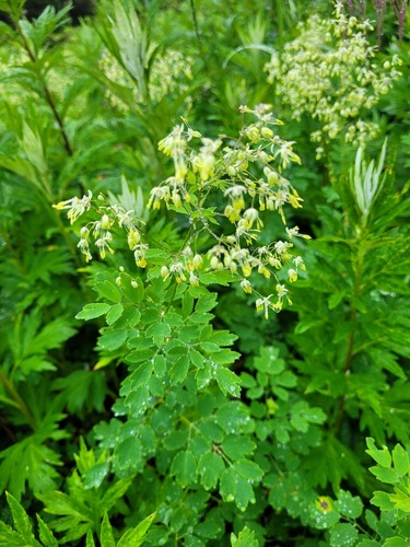 Thalictrum sekimotoanum iNat (1)