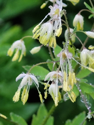 Thalictrum sekimotoanum iNat (2)