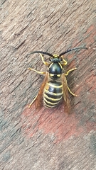 Dolichovespula norwegica