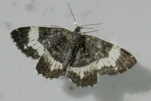 White-banded Carpet Moth