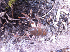 Cambarus bartonii cavatus