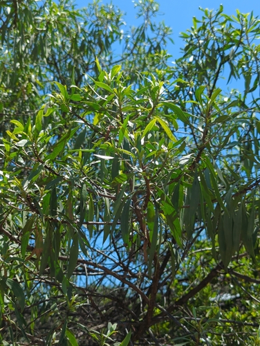 Myoporum sandwicense observed 2023-03-11