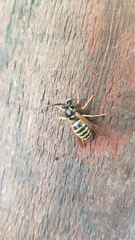 Dolichovespula norwegica