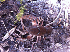 Cambarus bartonii cavatus