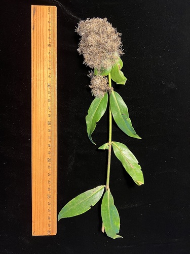 Dubautia latifolia observed 2022-11-23