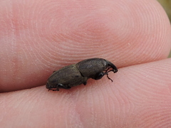 Sphenophorus coesifrons