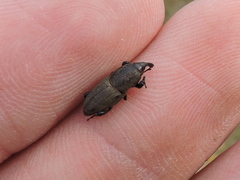 Sphenophorus coesifrons