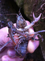 Cambarus bartonii cavatus