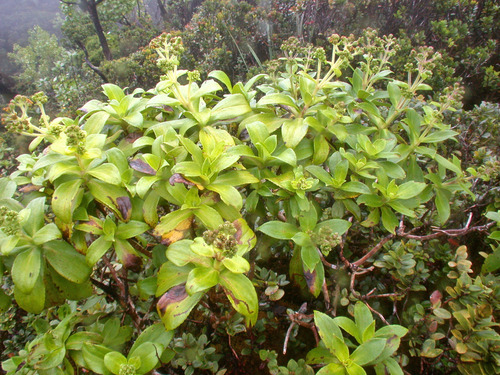 Dubautia laxa ssp. hirsuta