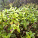 Dubautia laxa hirsuta - Photo (c) Kenneth R. Wood (NTBG), μερικά δικαιώματα διατηρούνται (CC BY-NC), uploaded by Kenneth R. Wood (NTBG)