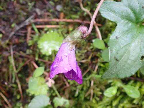 Viola palmata iNat (2)