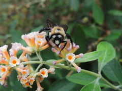 Xylocopa virginica texana