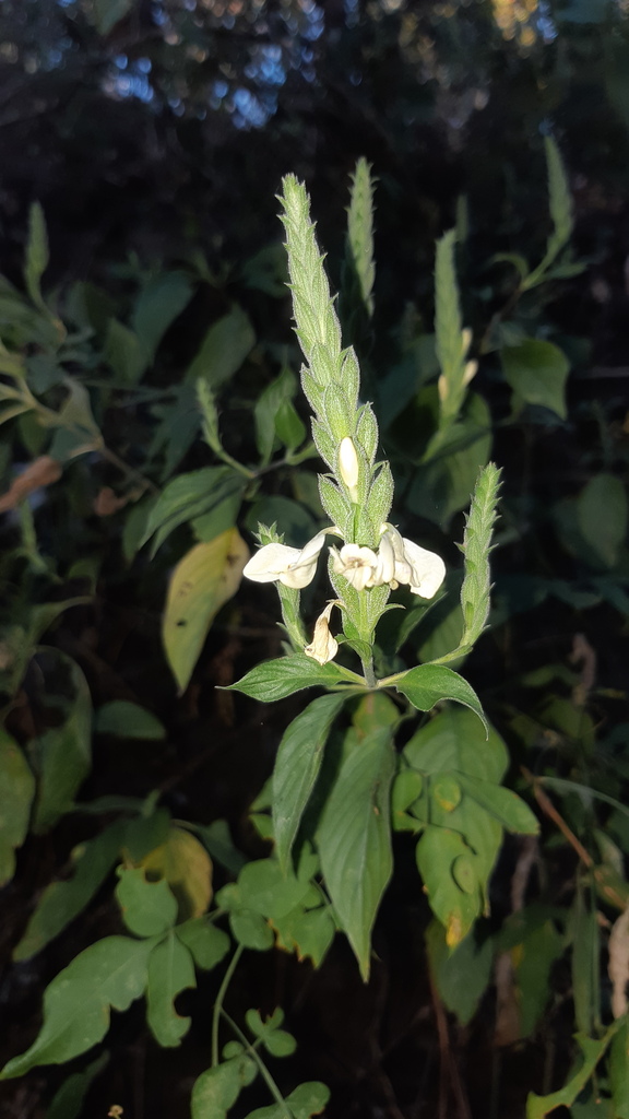 Henrya tuberculosperma