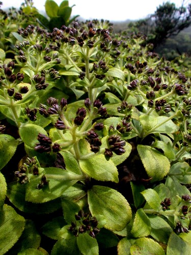 Dubautia laxa ssp. laxa