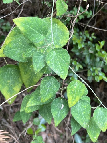 Cyclea hypoglauca observed 2023-03-13