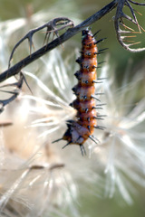 Lepidoptera
