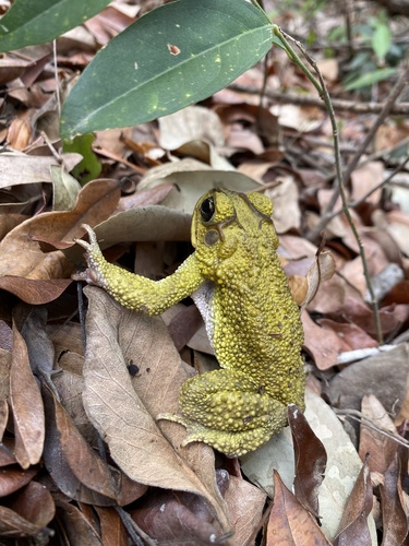Yellow Toad, Incilius luetkenii