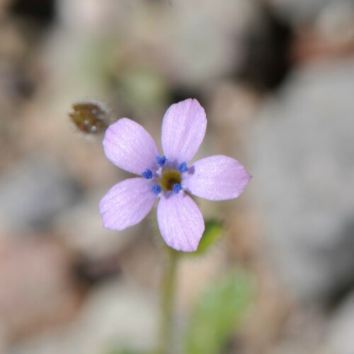 Rock gilia (Gilia scopulorum)