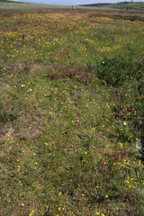 Lampranthus debilis