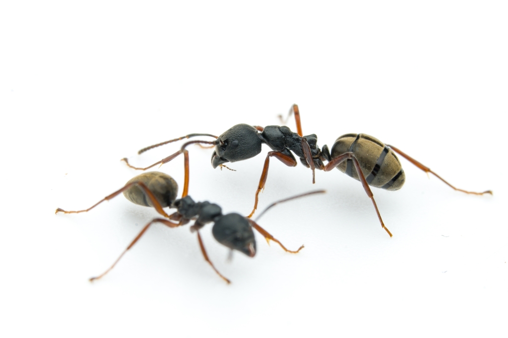 Herdsmen Ants