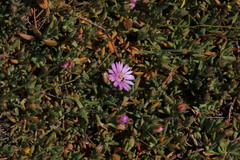 Lampranthus debilis