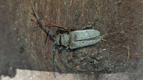 Oncideres albomarginata