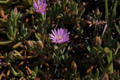 Lampranthus debilis